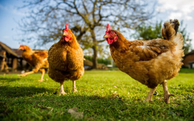 Cage-Free Eggs: The Only Humane Way to Go