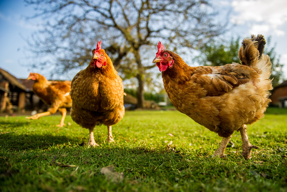 Cage-free chickens roaming on a farm. Photo source: Shutterstock