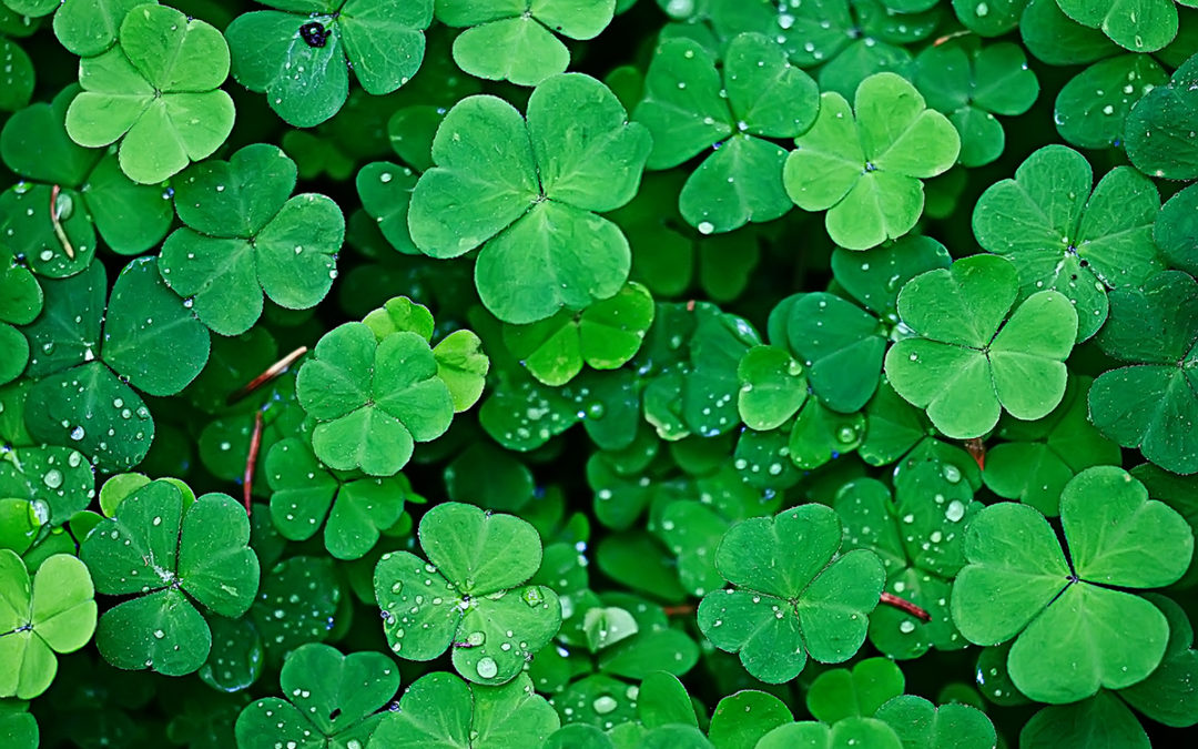 Why are four-leaf clovers lucky and what should you do if you actually find  one?