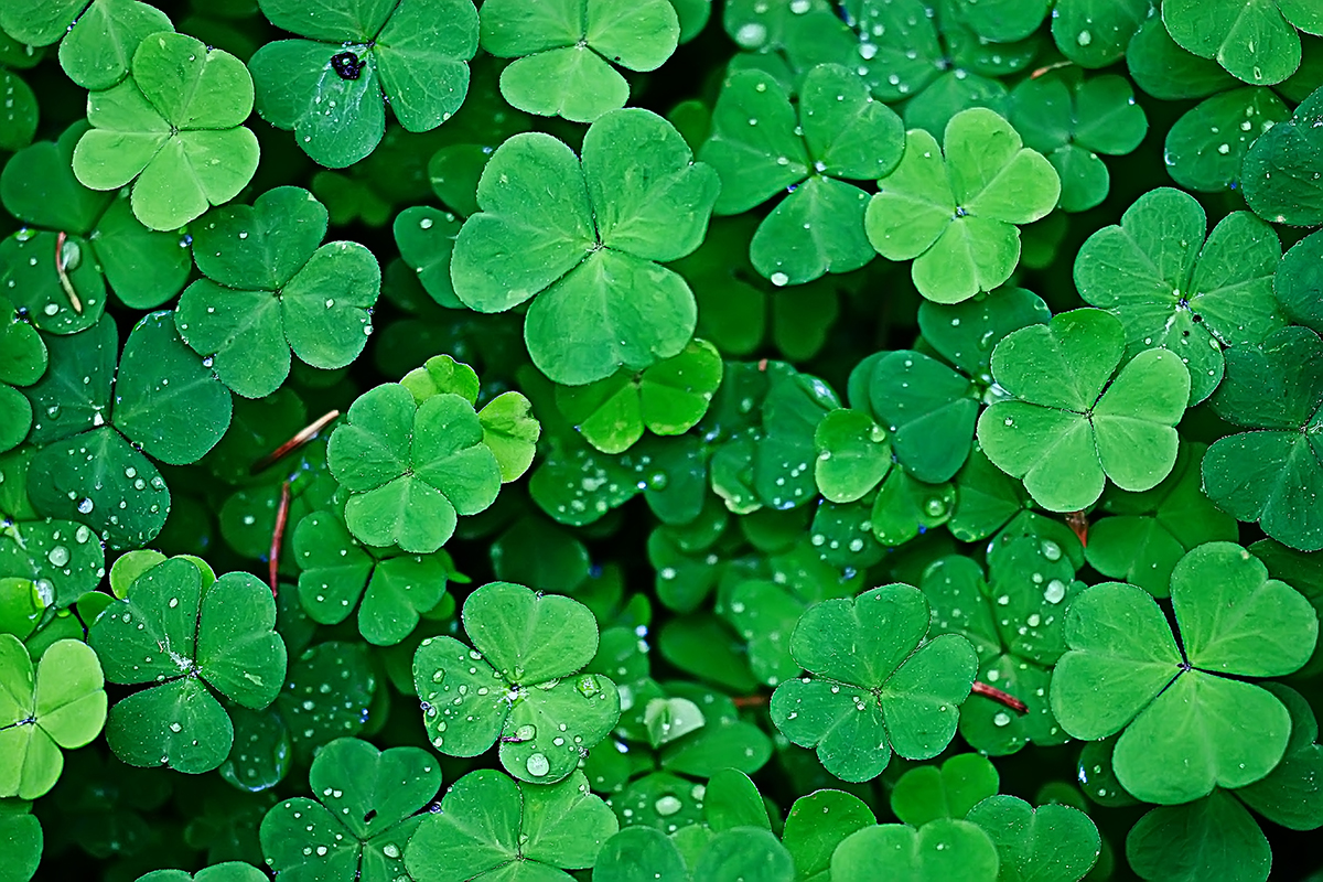 Shamrocks vs. Clovers. What's the Difference? - Little Rae's