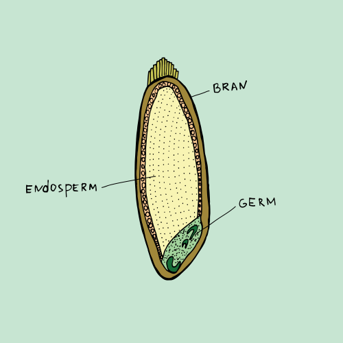 What's in a grain? There are three main parts: the bran, germ, and endosperm.